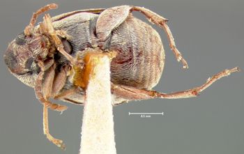 Media type: image; Entomology 25053   Aspect: habitus ventral view